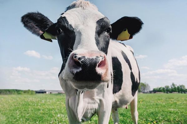Don’t shoot the producer—dairy  farmers not culprits in rising prices
