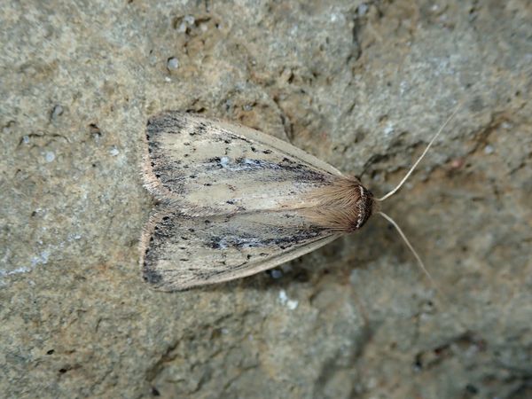 Phragmites-eating caterpillars tested in North Bay area