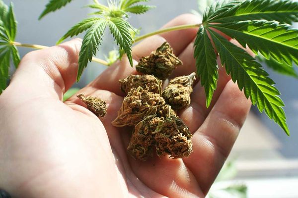 Charges result from raid at illegal dispensary
