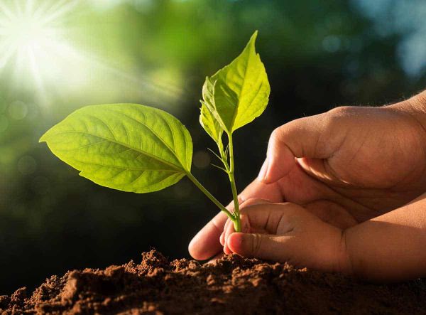 Nature-based solutions help address climate change impacts