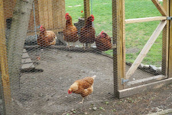 Central Manitoulin council passes motion to regulate chickens