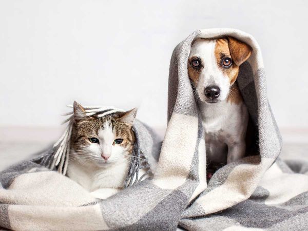 Paws for Thought on COVID-19