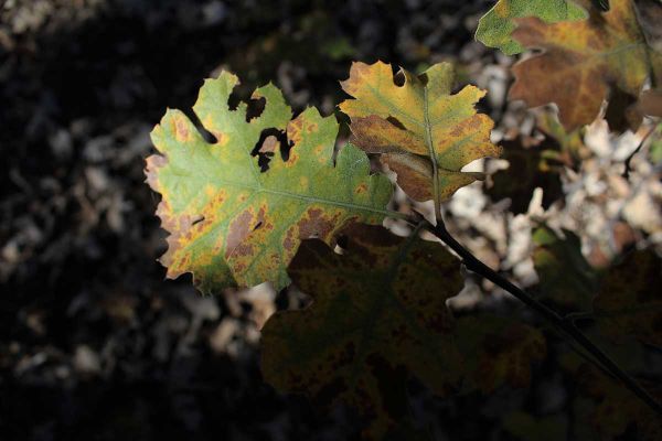 Oak wilt is an infectious and often fatal fungal disease and is being monitored as a potential threat in the province