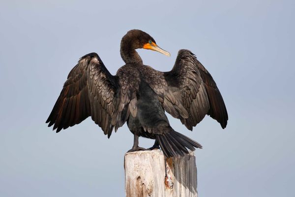 Little local uptake on cormorant hunting season