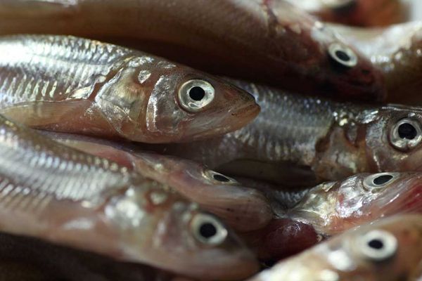 Smelts are running on Manitoulin!