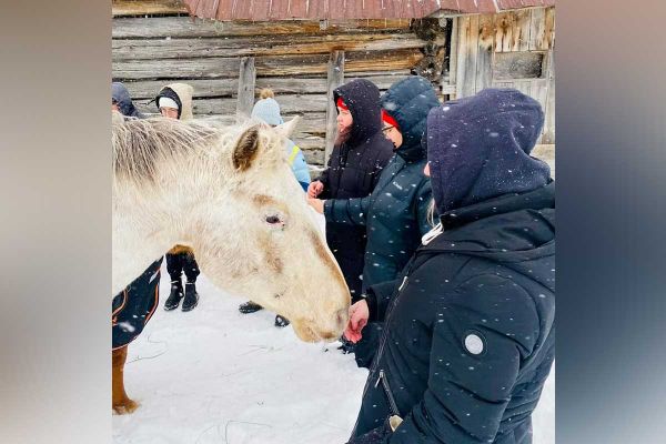 Ojibwa Spirit Horses continue to share their healing powers
