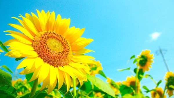 NEMI Community Gardeners encourage  sunflower plantings to mark 10th anniversary