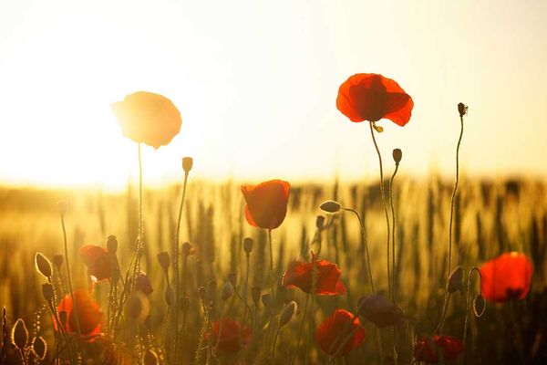 Royal Canadian Legion calls on churches to peal their bells to mark Armistice’s 100th