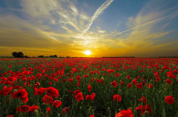 29 year old Man Arrested and Charged in Connection to Recent Poppy Box Thefts