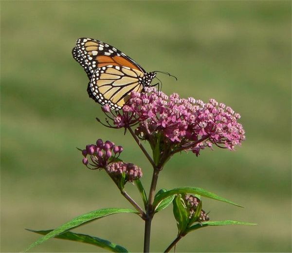Got milkweed, Canada?