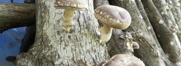 Tehkummah mushroom farm is serving up shitake gold