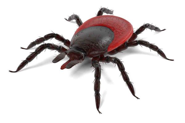 Tick tests positive for Lyme disease