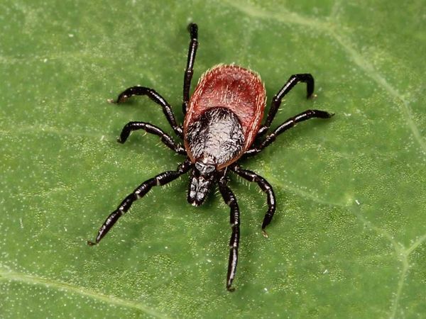 Ticks test positive for lyme disease
