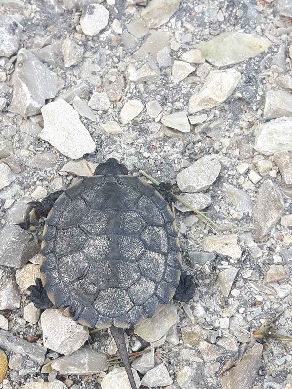 Friends of Manitoulin Turtles brainstorms ideas to help Island turtles