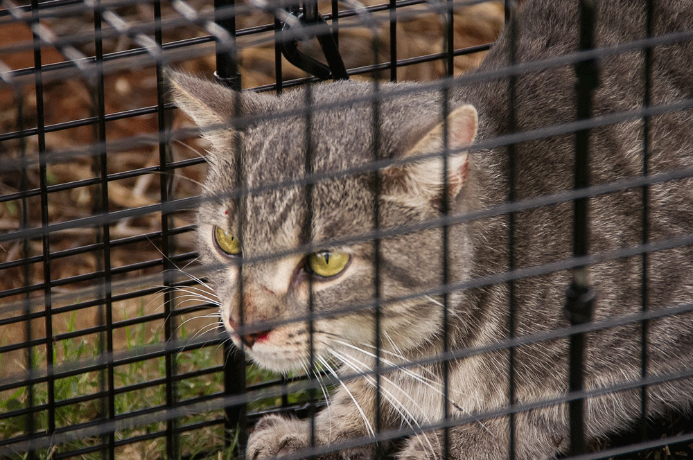 Council votes against hiring company to provide bylaw  enforcement, animal control