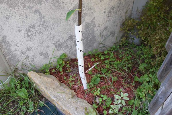 Ensure your fruit trees and shrubs have a great winter