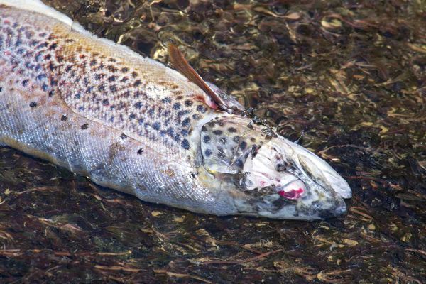 MNRF is asking for public’s help after abandon gill nets containing 1000s of kgs of rotting fish found
