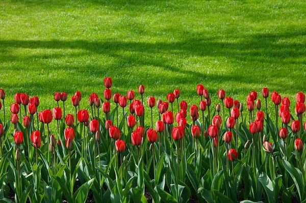Grow an extra row in your garden this summer and help Manitoulin families in need
