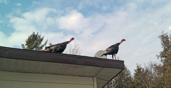 Kagawong turkeys deemed to be wild and not domestic