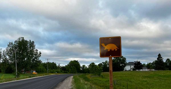 Turtle mortality along Highway 6