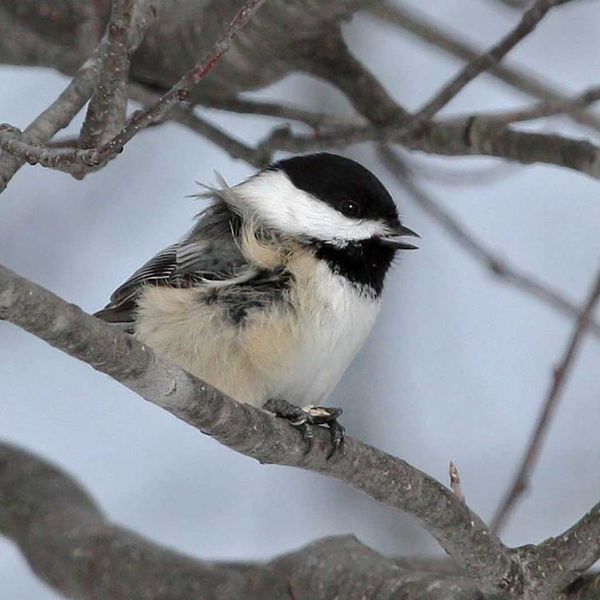 Chickadees the most seen species at annual Christmas bird count