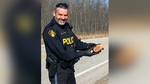 Gore Bay OPP officer praised for saving turtle