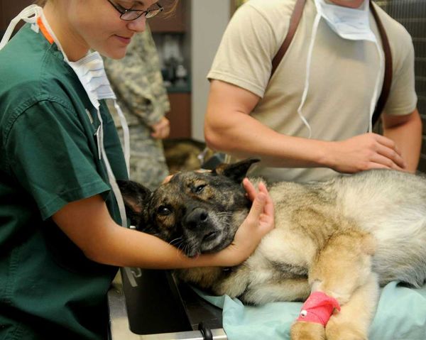 Veterinary assistance program ‘back to normal’