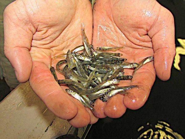 Little Current Fish and Game, Sheguiandah First Nation chief agree to protect pickerel spawn