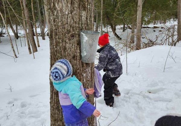 AWAITING THE NEXT SWEET DRIP—Manitoulin Streams Improvement Association hosted a Youth Rangers event focusing on the maple sy