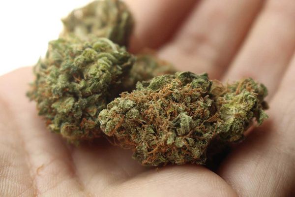 MMA supports proposal to have pot laws mirror  those in place for alcohol