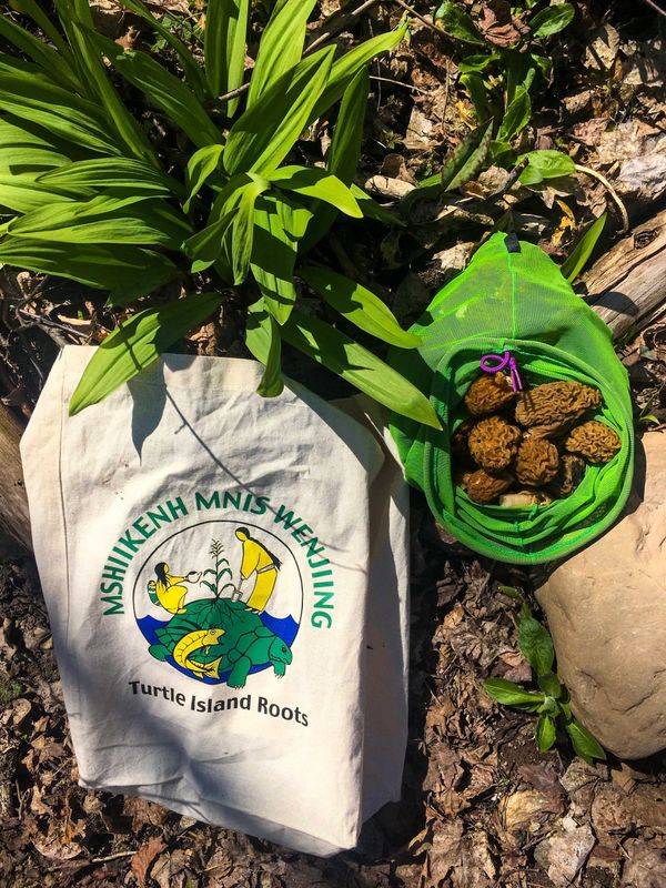 Learn how to harvest, prepare local wild food