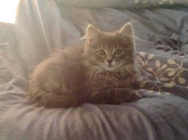 Will is looking for his forever home