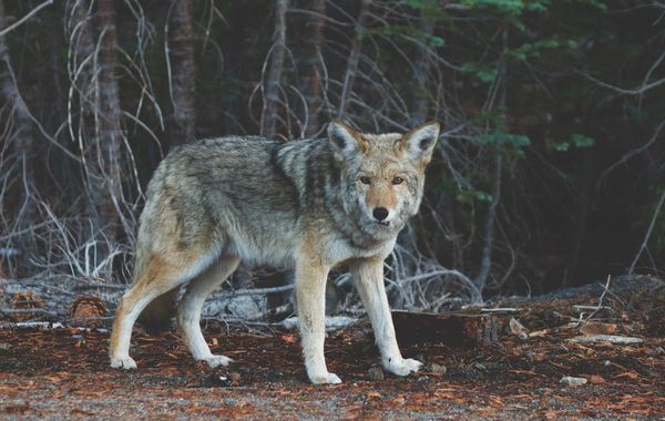 Township to establish compensation predator program for livestock kills