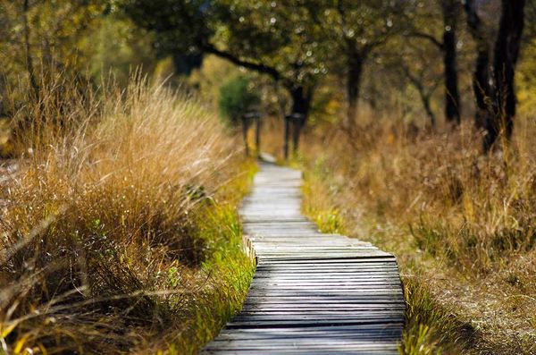 Town council accepts tenders for construction of new boardwalk