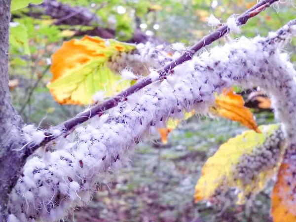 Woolly aphids cause fuzzy infestation in Assiginack