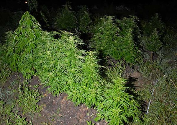 Wikwemikong Tribal Police, OPP bust grow-op, net $300K worth of pot