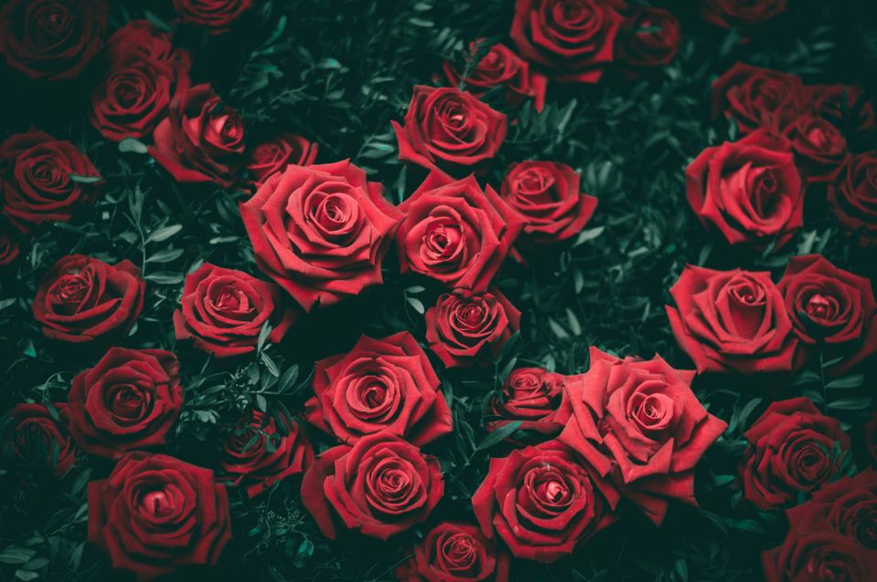 The language of roses
