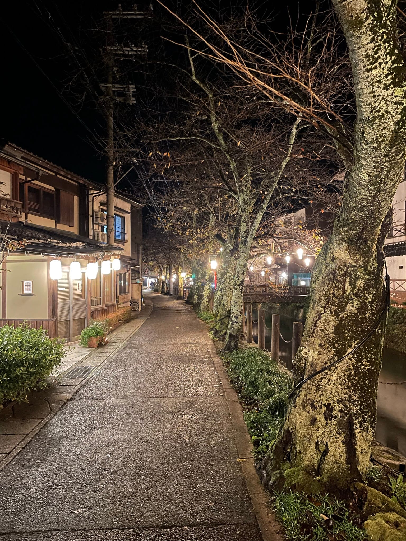 城崎溫泉旁邊的小徑，樹上也有點燈，很漂亮