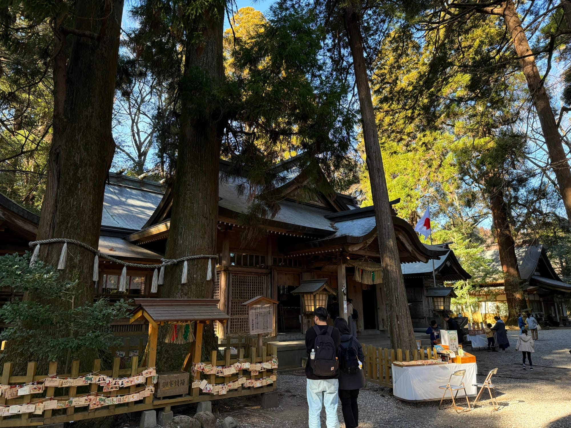 高千穗神社本殿建築與境內巨木群實景