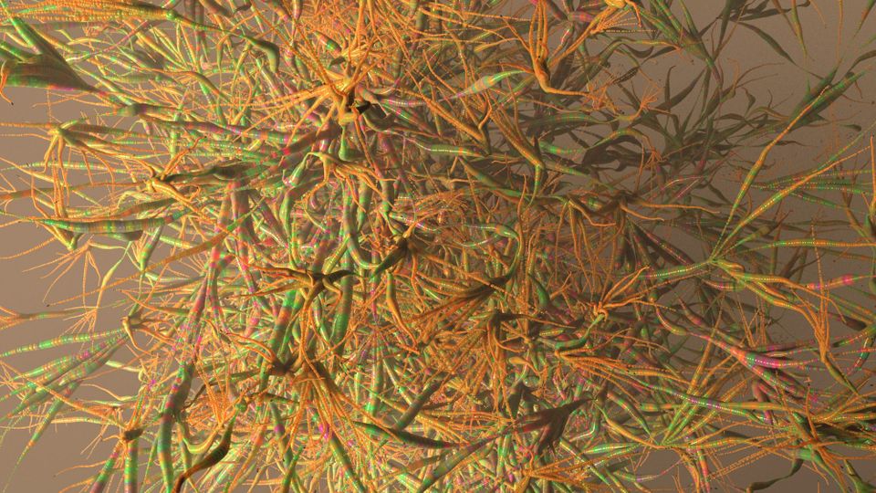 Particle Flourish, 2021.