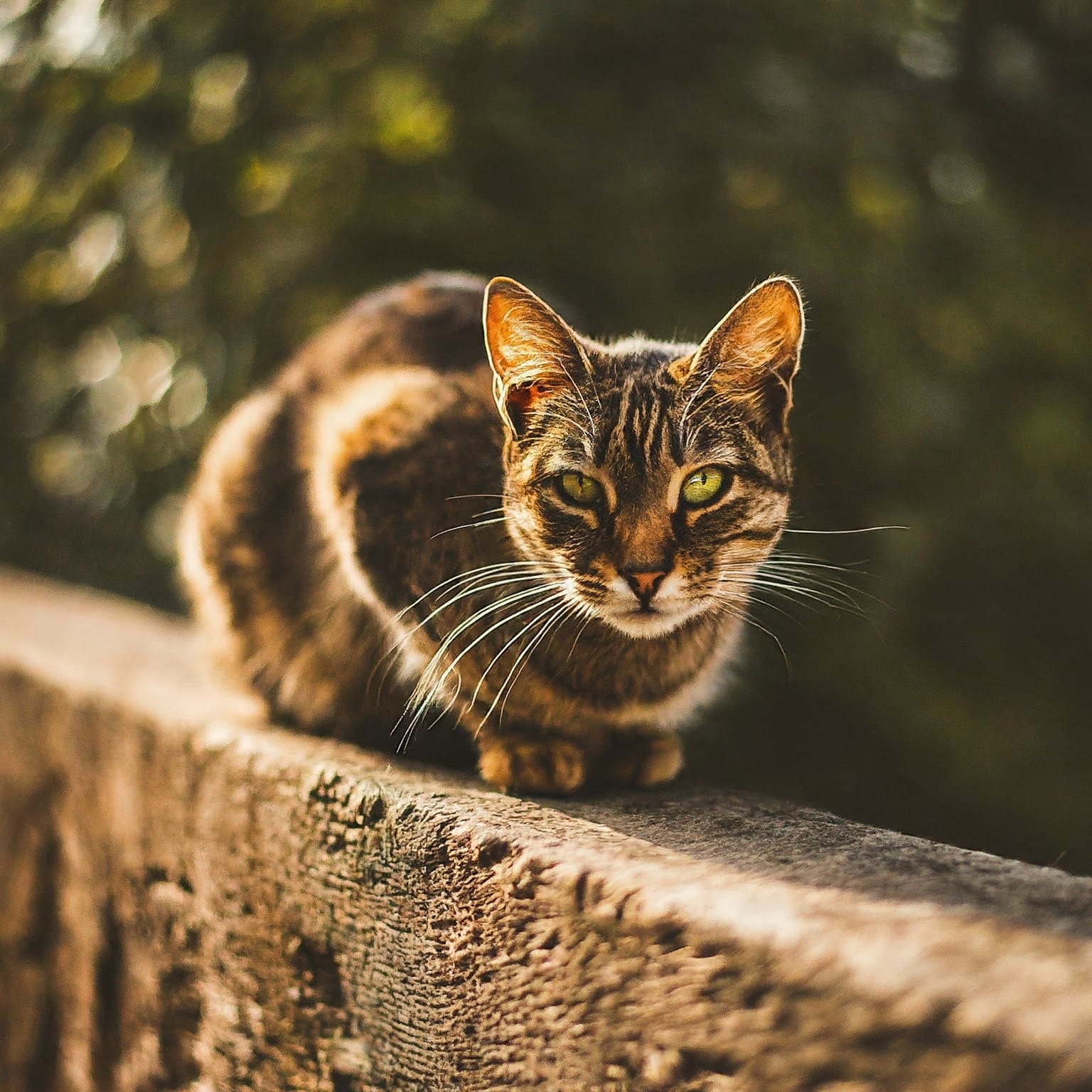 A realistic image that looks like a photo of a domestic shorthair cat sitting on all fours on a rendered concrete wall with a blurred leafy background behind it.