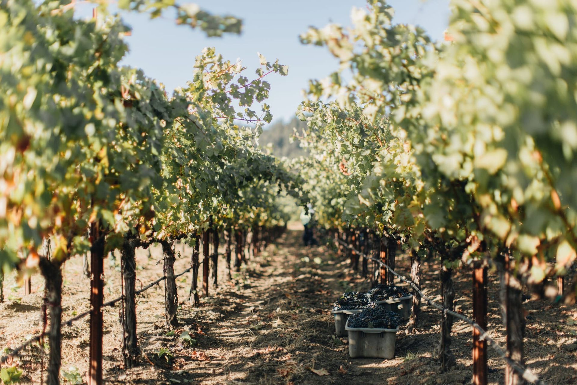 Vintners with a Vision for Impact