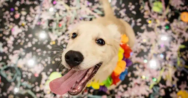 Clinica veterinaria domiciliar: Viagem no Carnaval? 4 cuidados para o cachorro e o gato