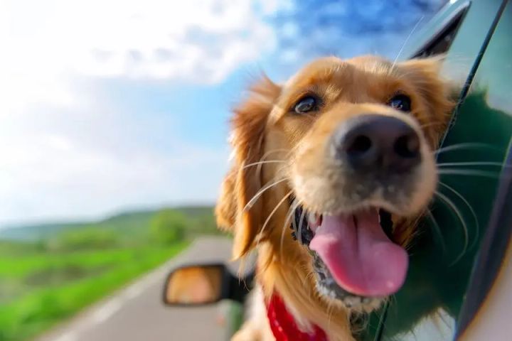 Como cuidar do seu cachorro com calor: 4 dicas essenciais da nossa clínica veterinária