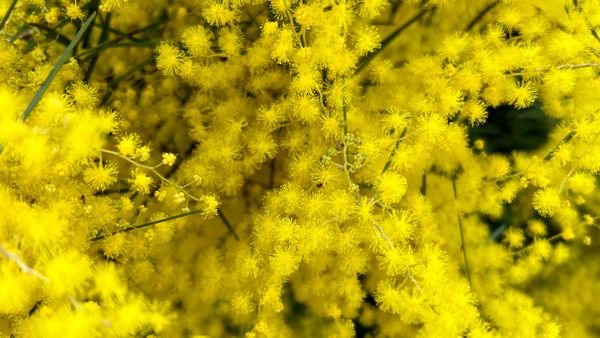 Blossoms against the machine