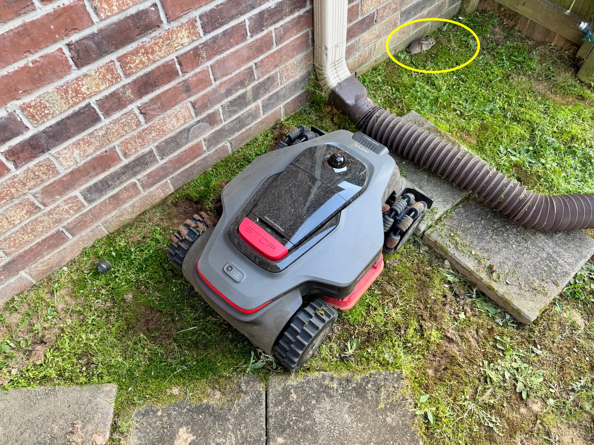 Weed-prone area of the lawn set as a must-mow zone in the MOVAHome app
