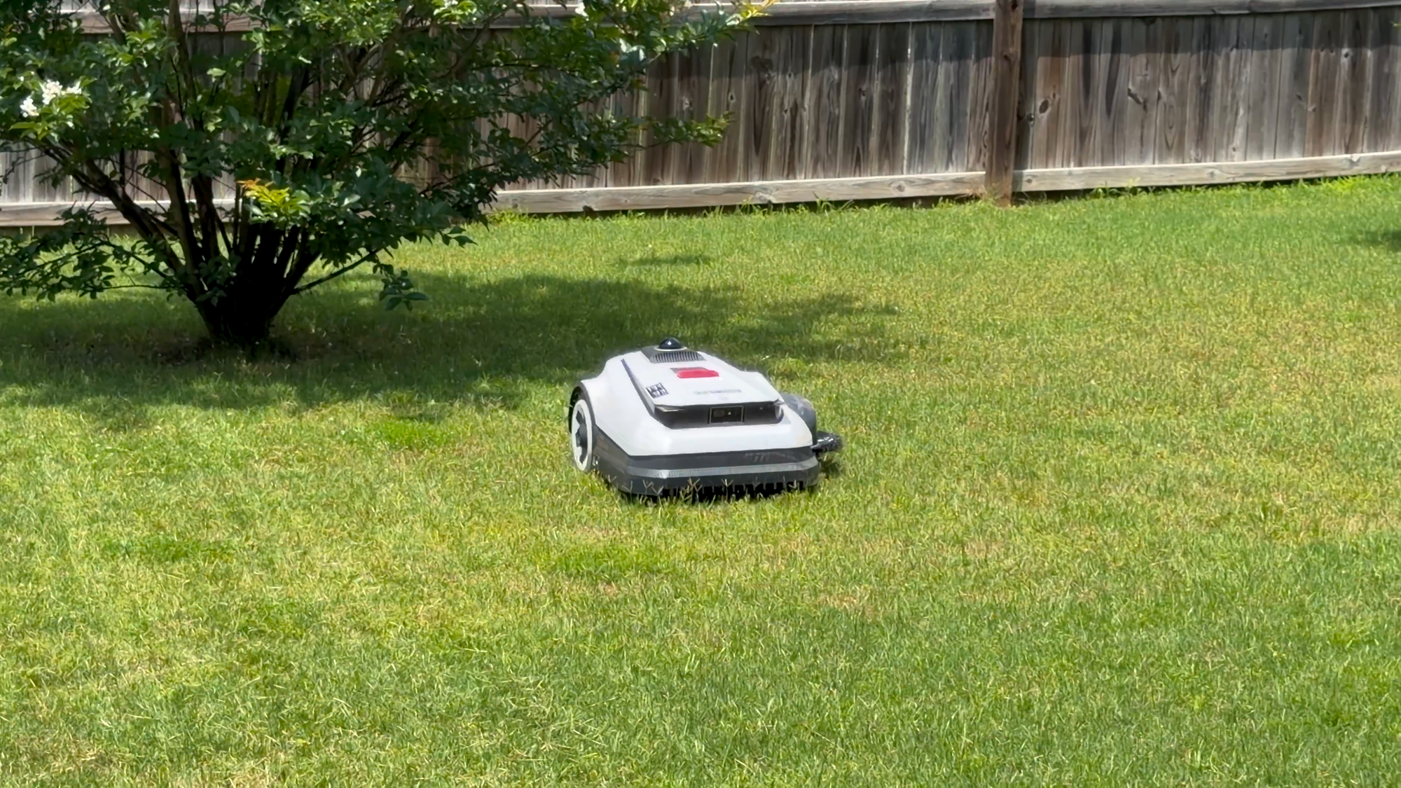 Ecovacs A2000 robotic mower navigating beneath a large crepe myrtle tree in a backyard.