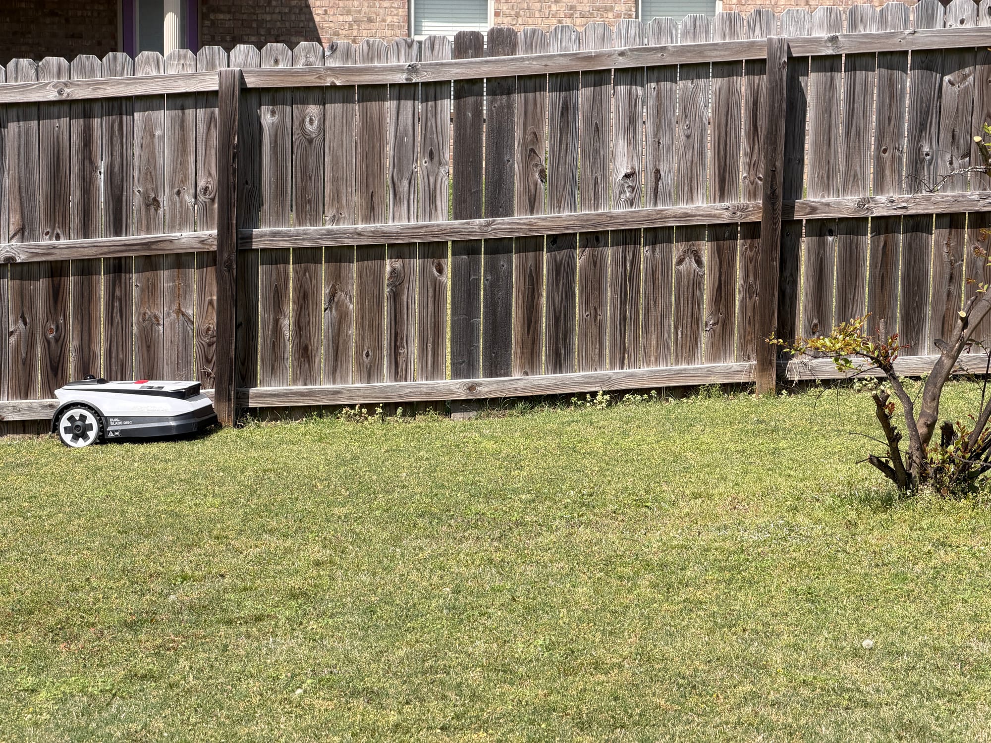 Ecovacs A2000 mowing along a wooden backyard fence while using its built-in string trimmer for edge cutting.