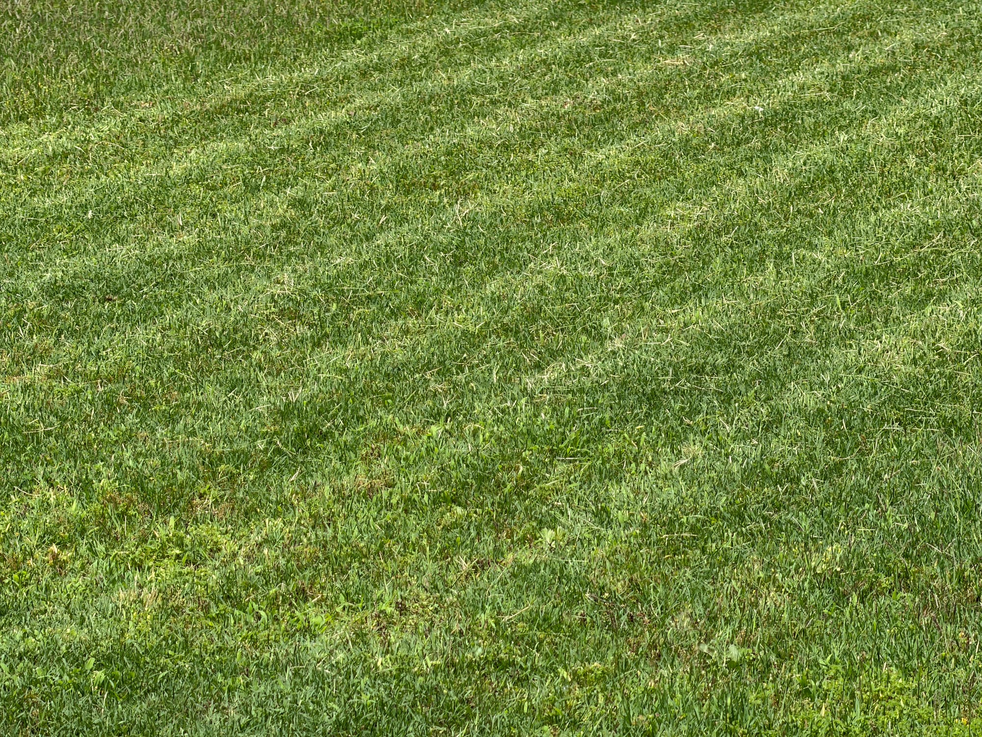 Bermuda grass after mowing with the Ecovacs A2000, showing an even cut and visible mowing lines.