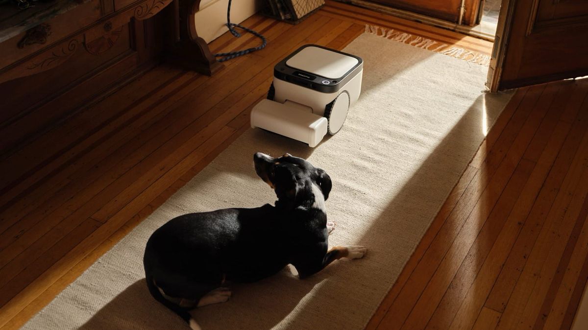 Matic robot floor cleaner on a light-colored rug near a black-and-white dog in a sunlit home.